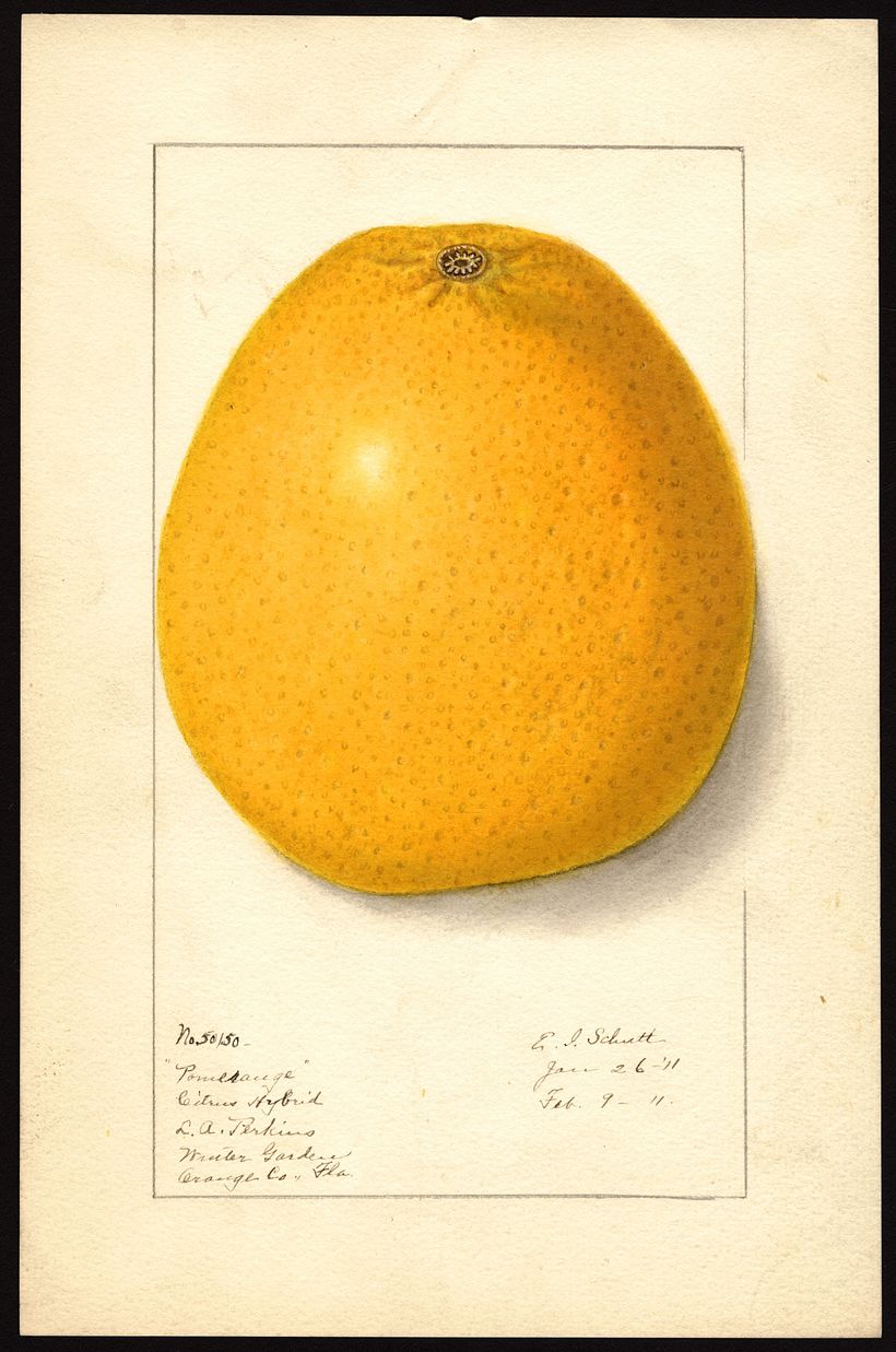 Schutt, Ellen Isham, 1911.
