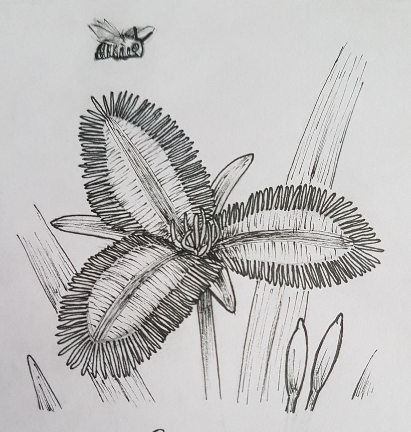 Fringed lily, Australian native