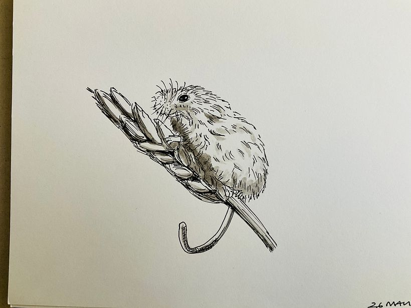 Mouse using a finer line