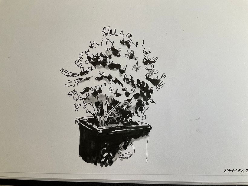 Box tree from the garden