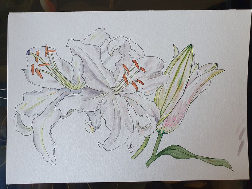 My project in Botanical Sketchbooking: A Meditative Approach course 2