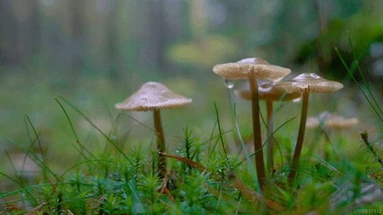 Inspiring forest gifs. are some of the materials shared by Eva.