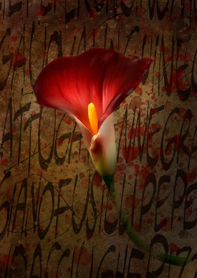 Las flores que hablan más de lo que pensamos.