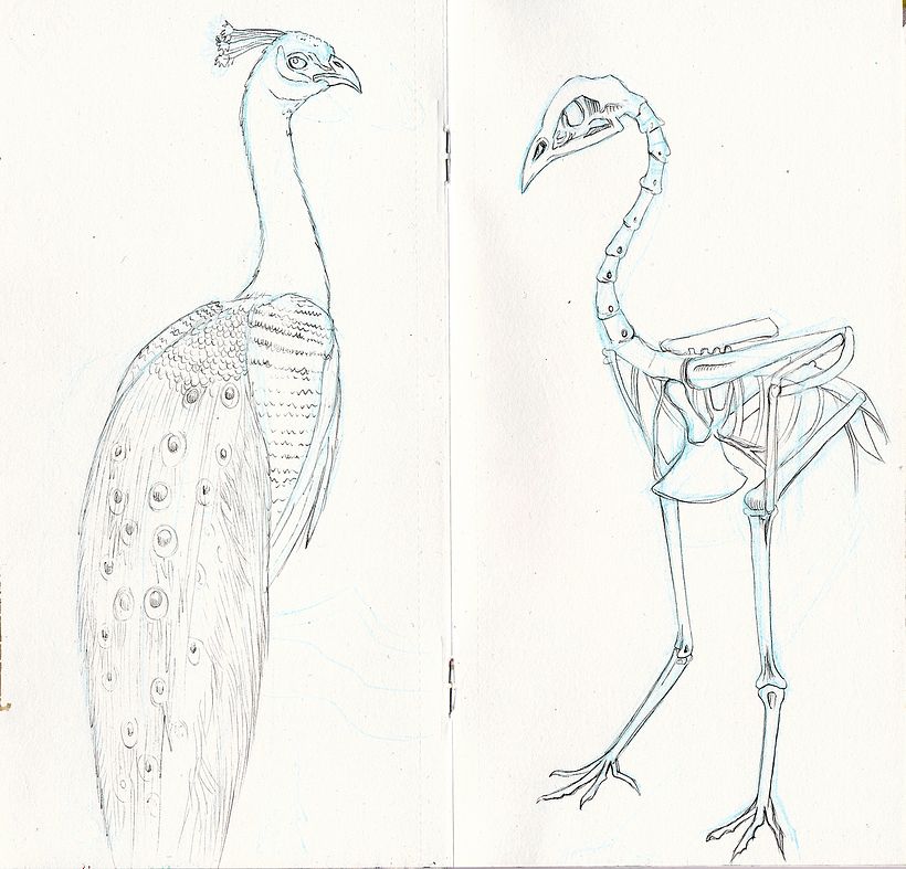 Left: Draw a favourite animal (I couldn't decide). Right: Peacock skeleton.