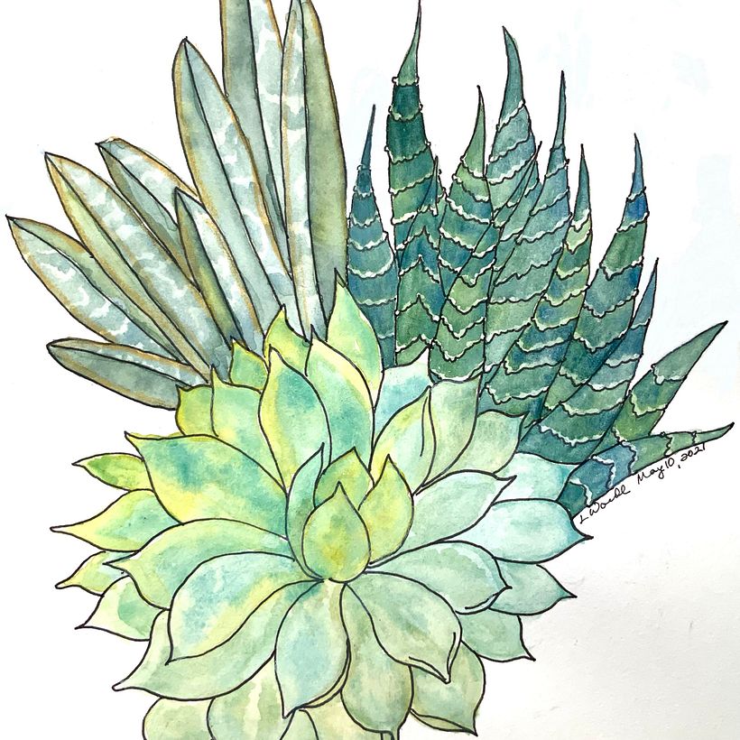 Succulents