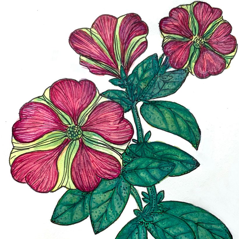 Petunias