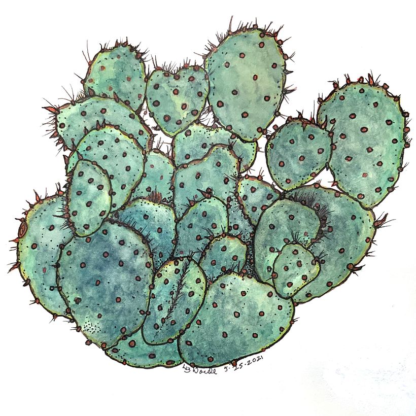 Chubby Cactus
