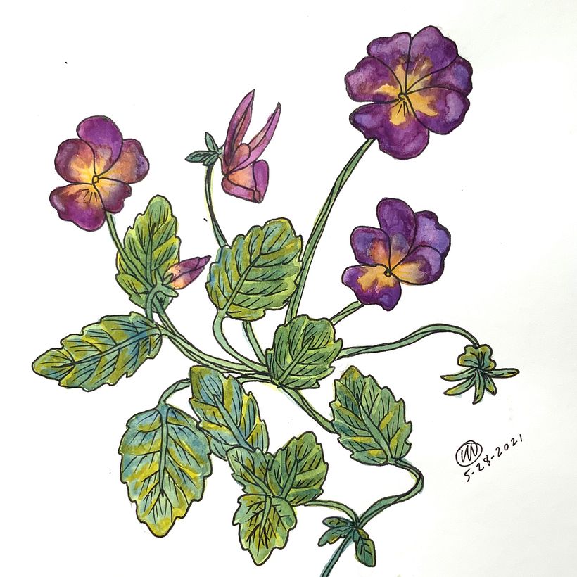 Pansies