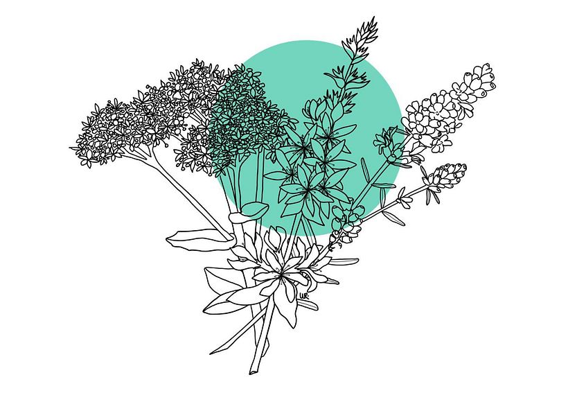 Digital Botanical Illustrations - Illustration traditionnelle