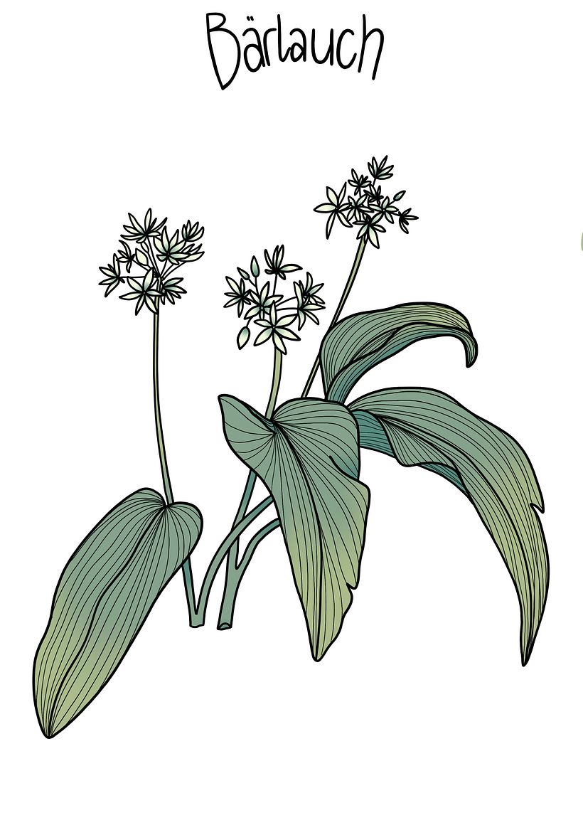 Digital Botanical Illustrations - Illustration traditionnelle