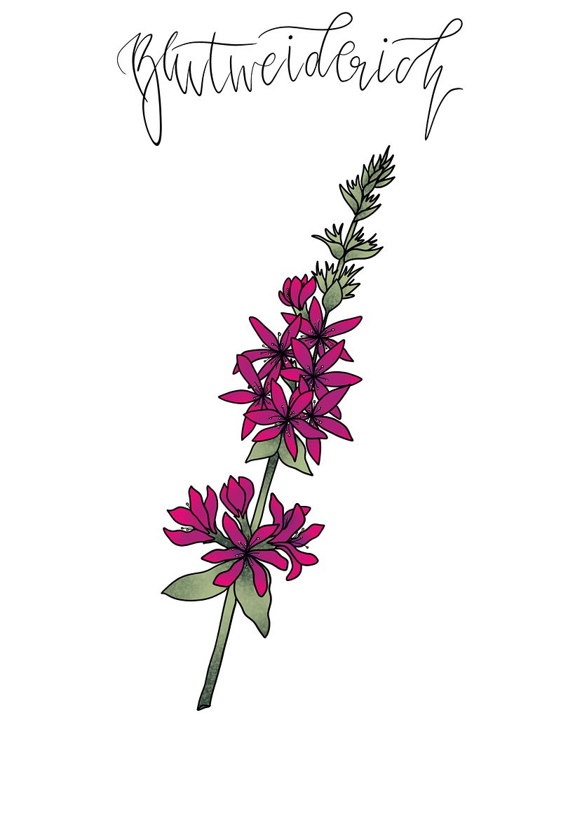 Digital Botanical Illustrations - Illustration traditionnelle
