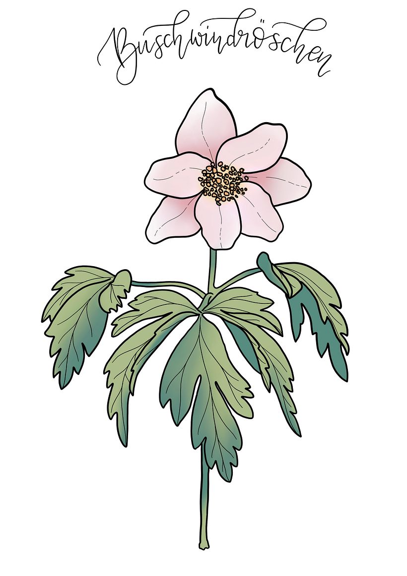 Digital Botanical Illustrations - Illustration traditionnelle
