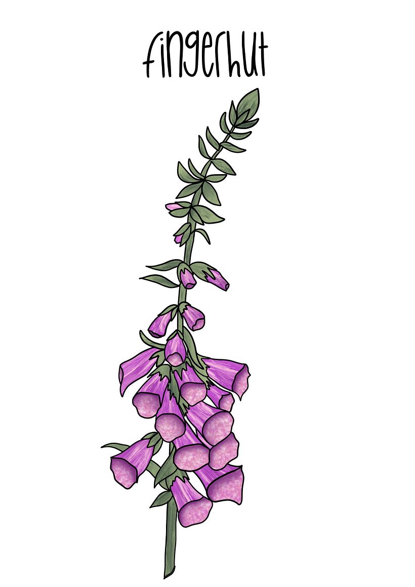 Digital Botanical Illustrations - Illustration traditionnelle