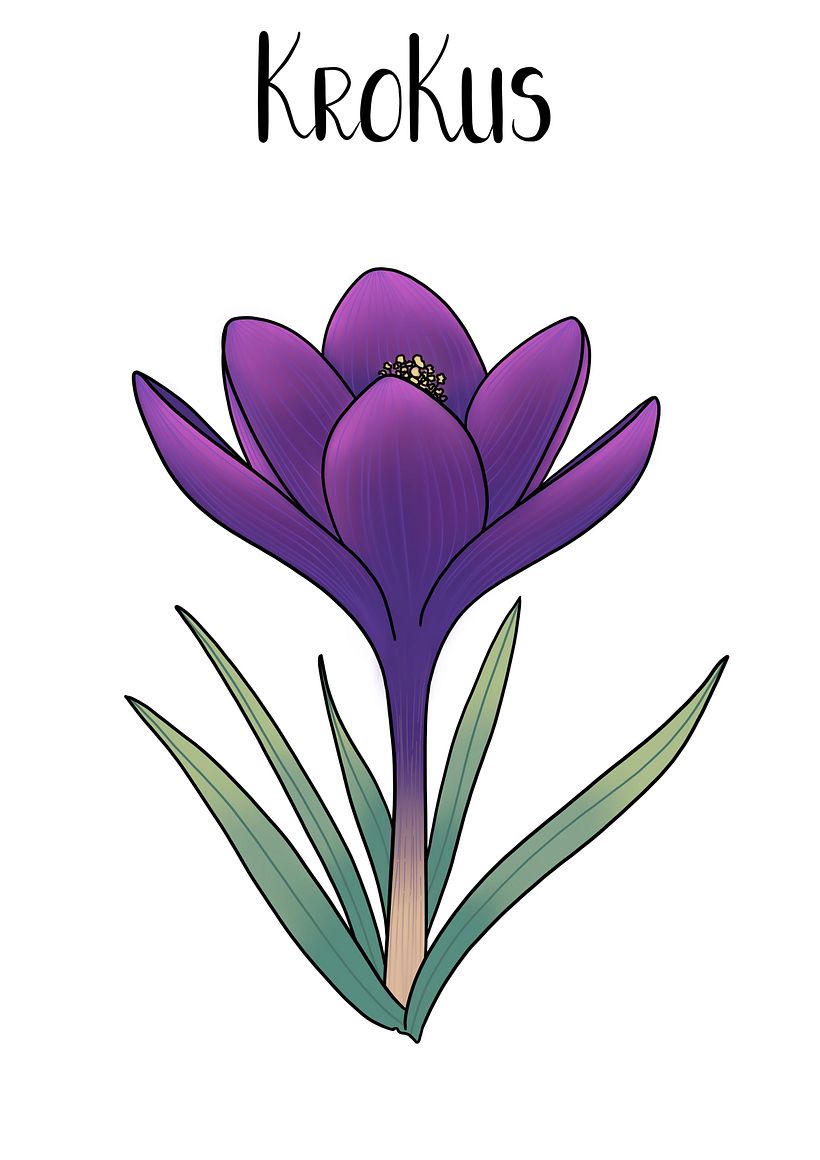 Digital Botanical Illustrations - Illustration traditionnelle