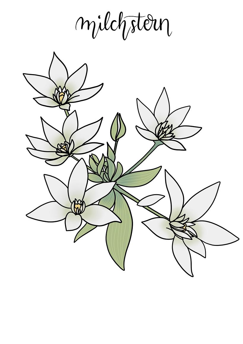 Digital Botanical Illustrations - Illustration traditionnelle