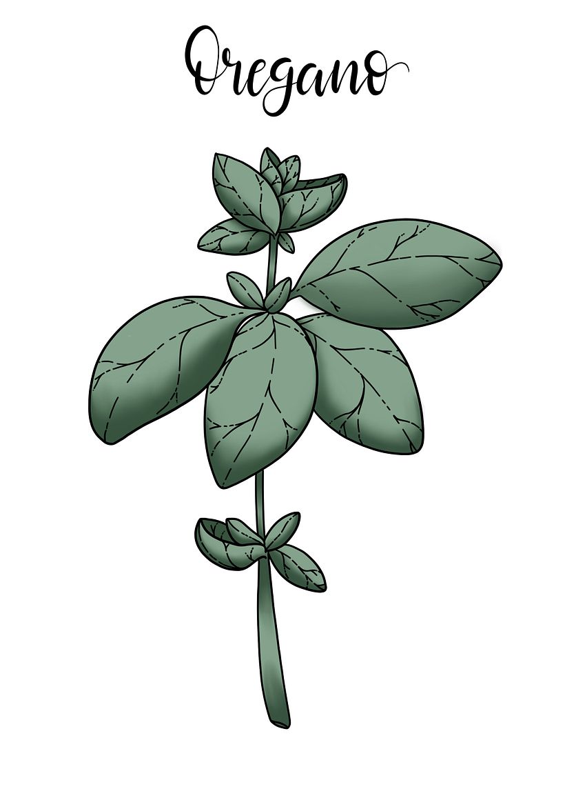 Digital Botanical Illustrations - Illustration traditionnelle