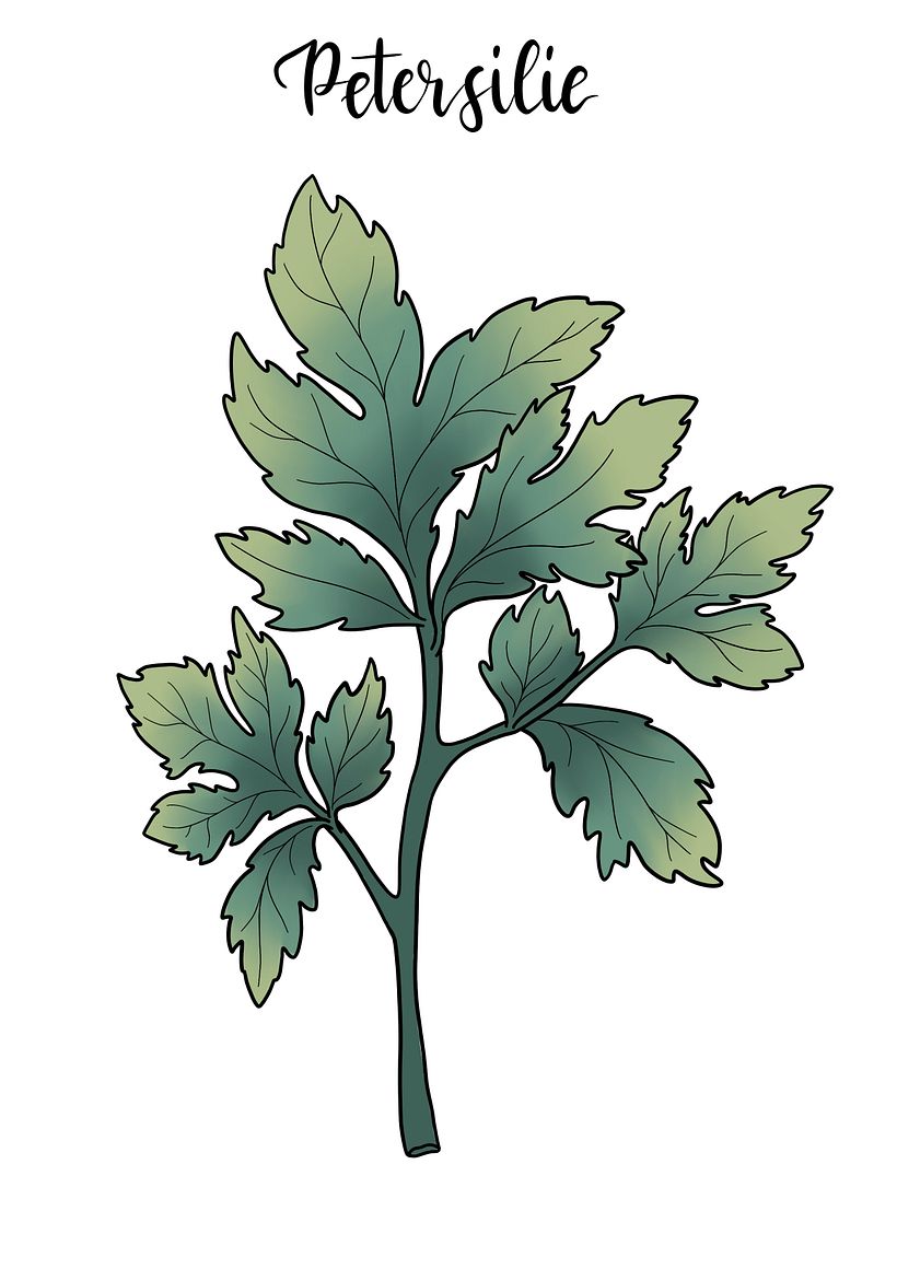 Digital Botanical Illustrations - Illustration traditionnelle