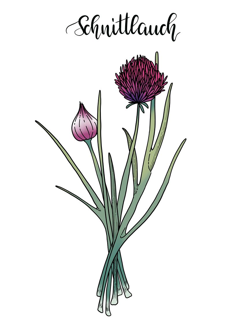 Digital Botanical Illustrations - Illustration traditionnelle