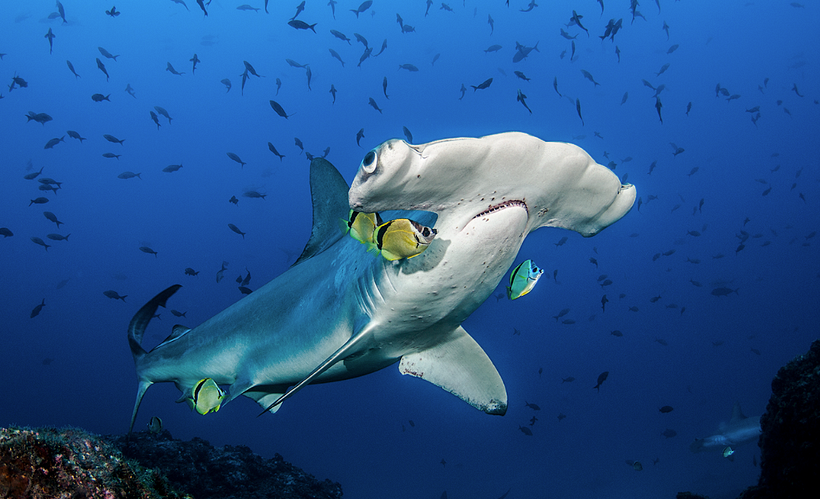 Edwar fue premiado por su trabajo con los tiburones martillos, una especie en extinción.