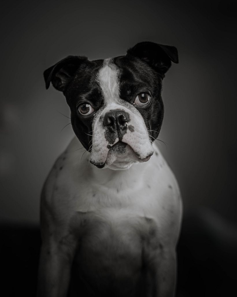 My pupp portrait 3