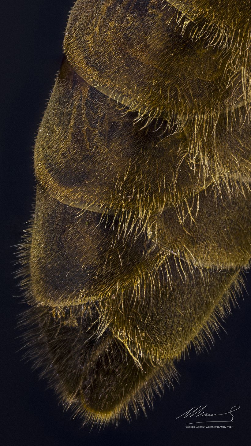 Abeja Reina Vs Abeja Obrera, Macro Extremo. 6