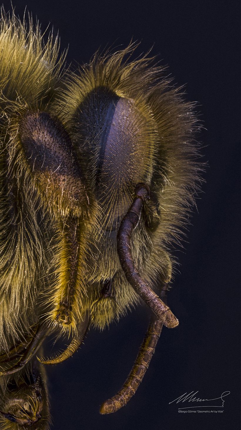 Abeja Reina Vs Abeja Obrera, Macro Extremo. 7