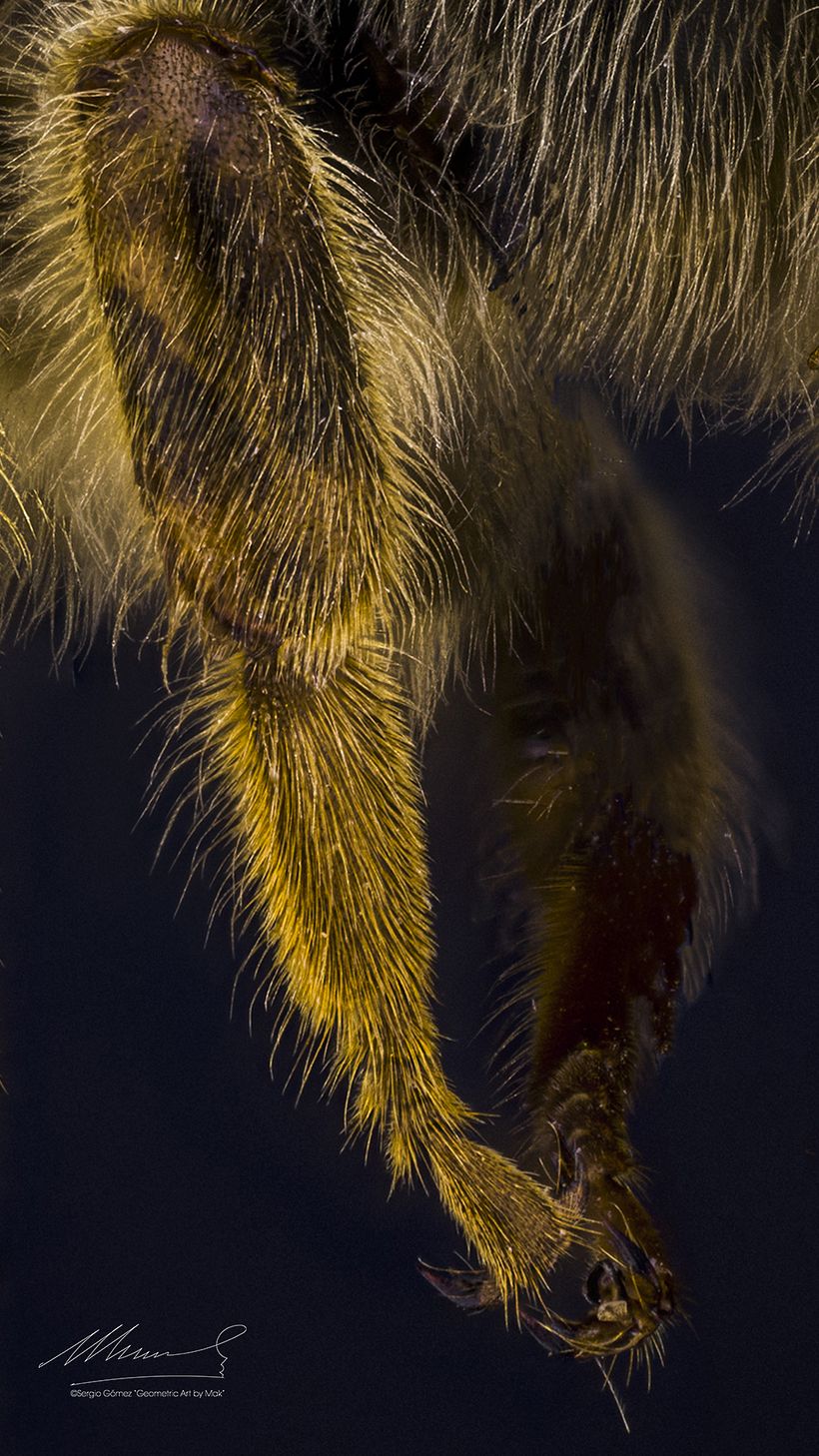 Abeja Reina Vs Abeja Obrera, Macro Extremo. 9
