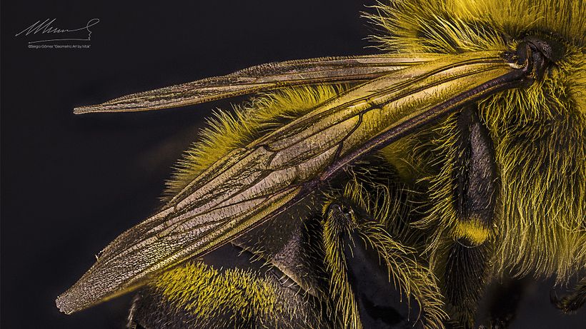 Abeja Reina Vs Abeja Obrera, Macro Extremo. 11