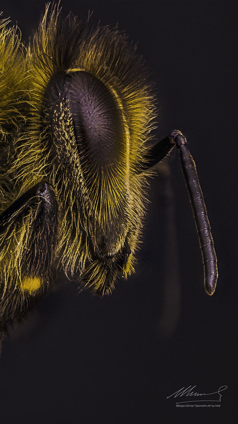 Abeja Reina Vs Abeja Obrera, Macro Extremo. 12