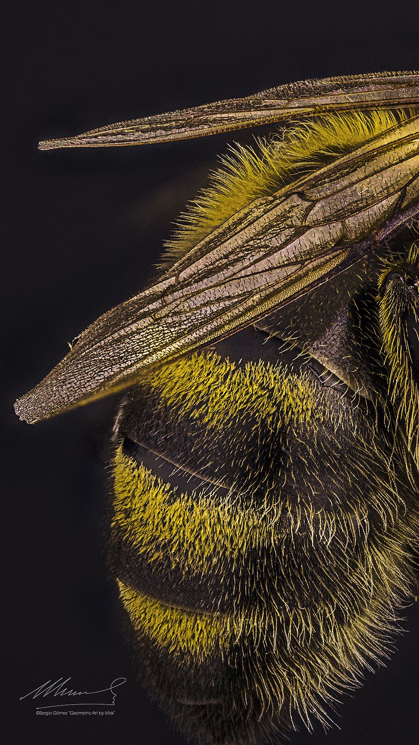 Abeja Reina Vs Abeja Obrera, Macro Extremo. 13