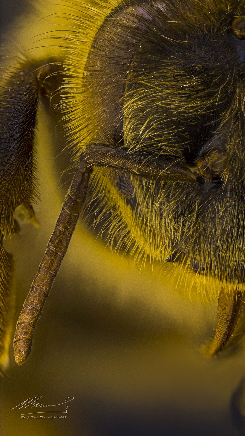 Abeja Reina, Macro extremo. 4