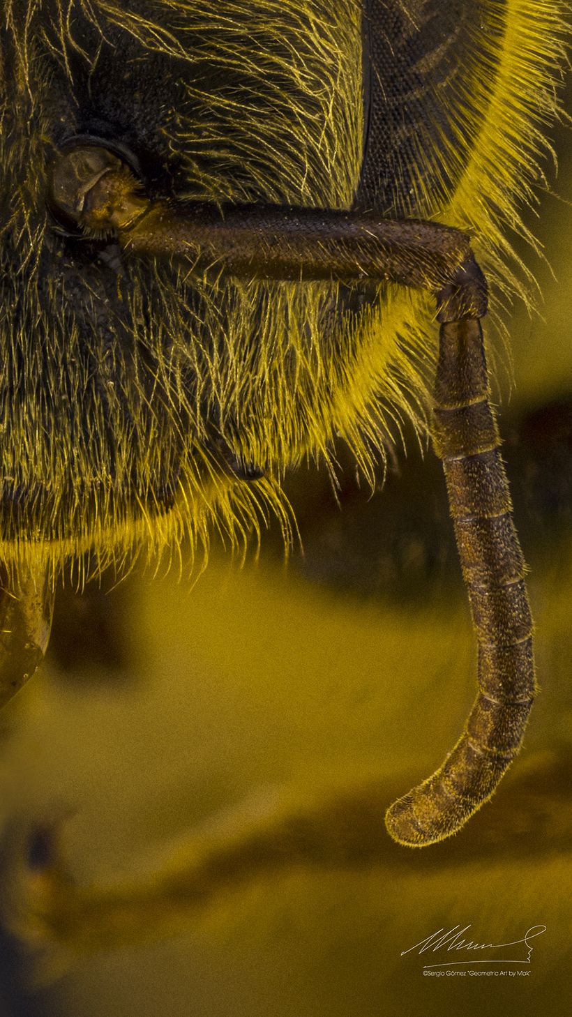 Abeja Reina, Macro extremo. 6