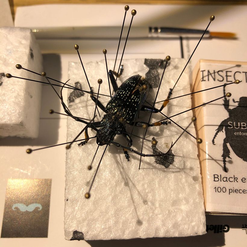Longicornio , Macro Extremo 5
