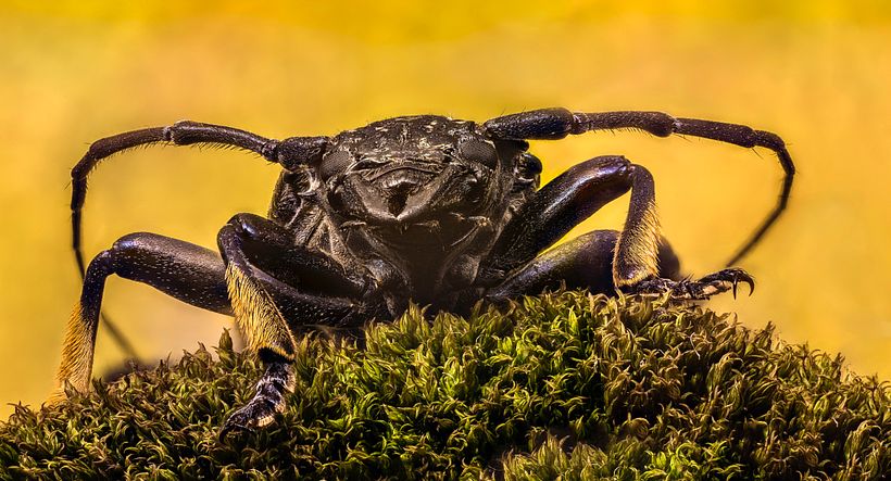 Longicornio , Macro Extremo 3