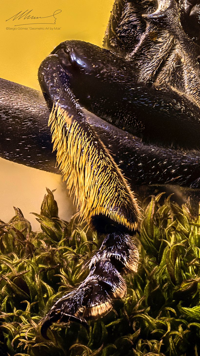 Longicornio , Macro Extremo 12