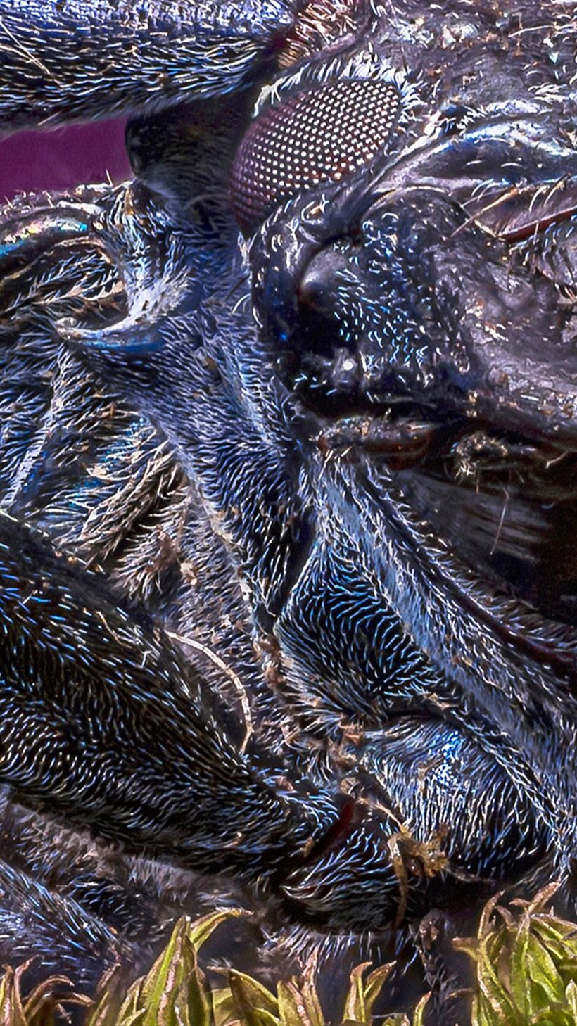 Longicornio , Macro Extremo 13