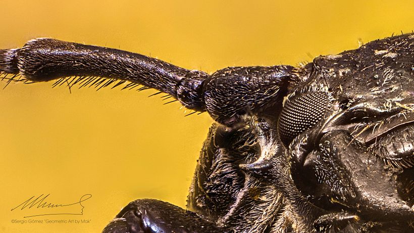 Longicornio , Macro Extremo 14