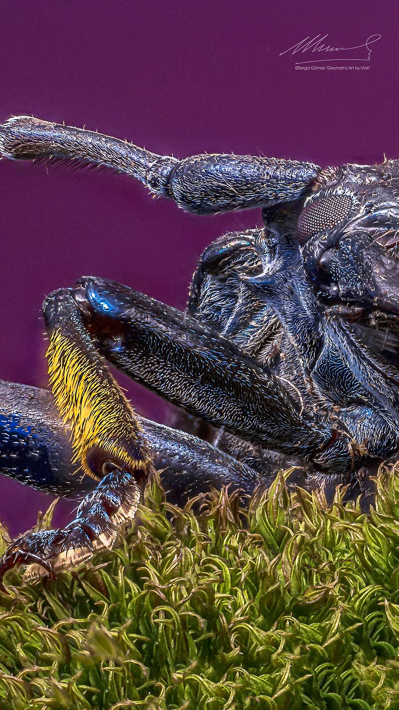 Longicornio , Macro Extremo 15