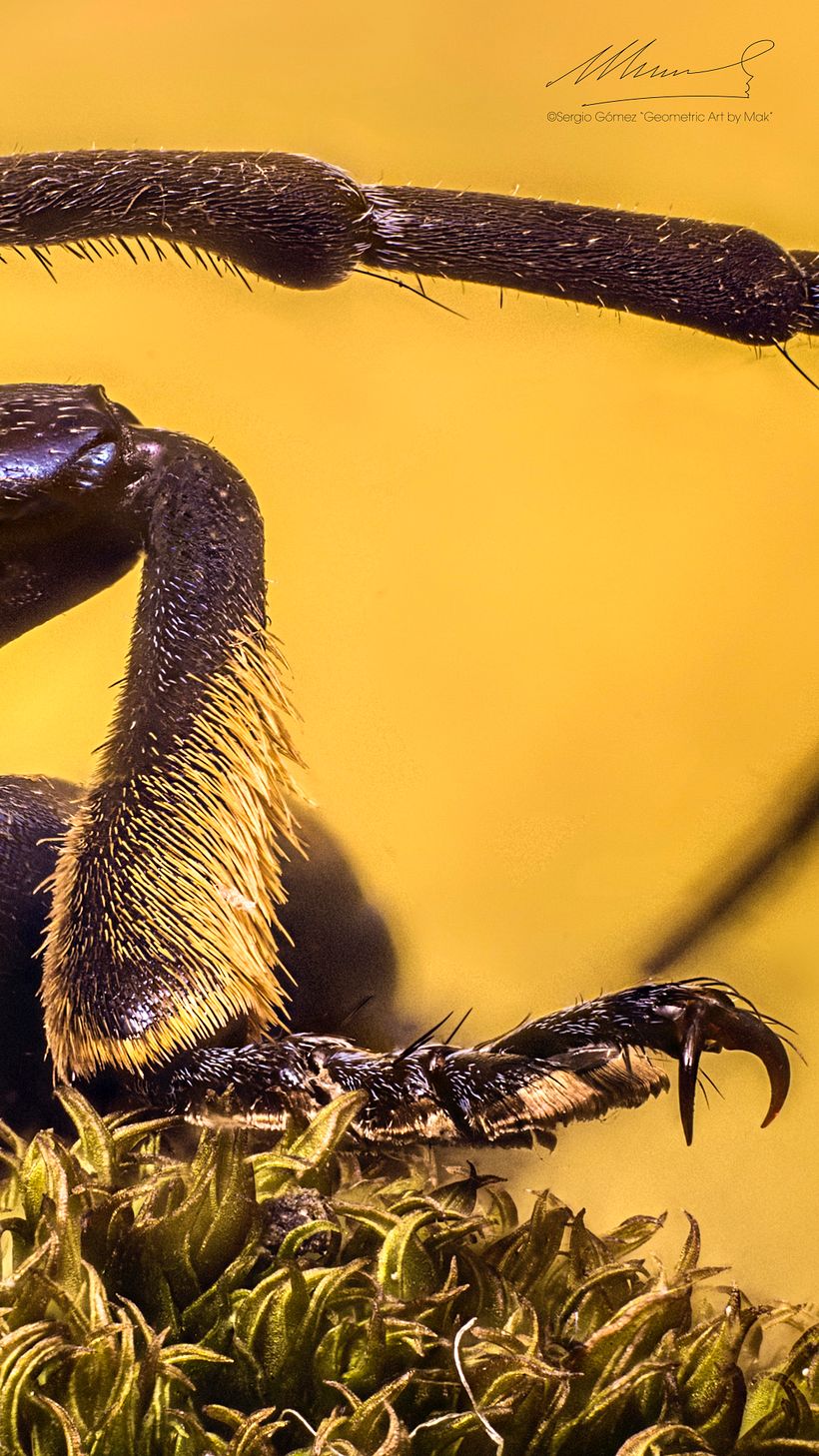 Longicornio , Macro Extremo 16