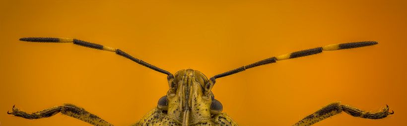 Chinche Apestosa, Stink Bug, Stinkender Käfer 2