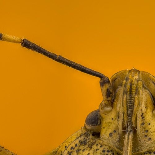 Chinche Apestosa, Stink Bug, Stinkender Käfer 4