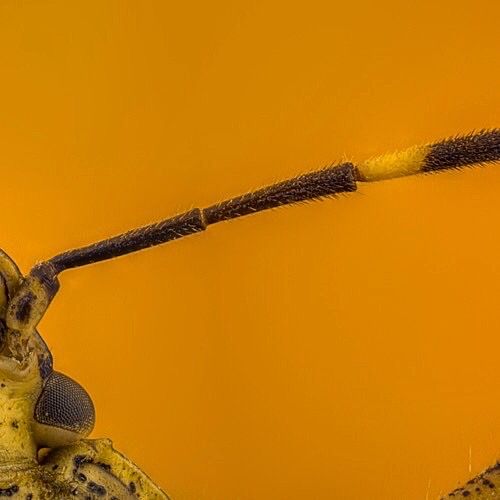 Chinche Apestosa, Stink Bug, Stinkender Käfer 7