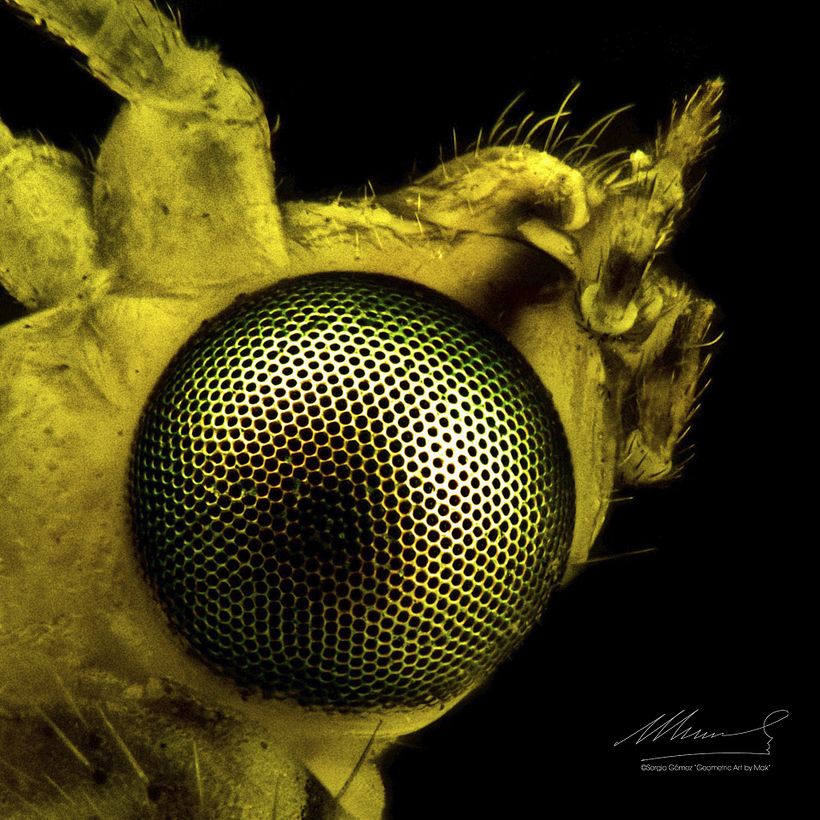 Crisopa, Macro Extremo. 4