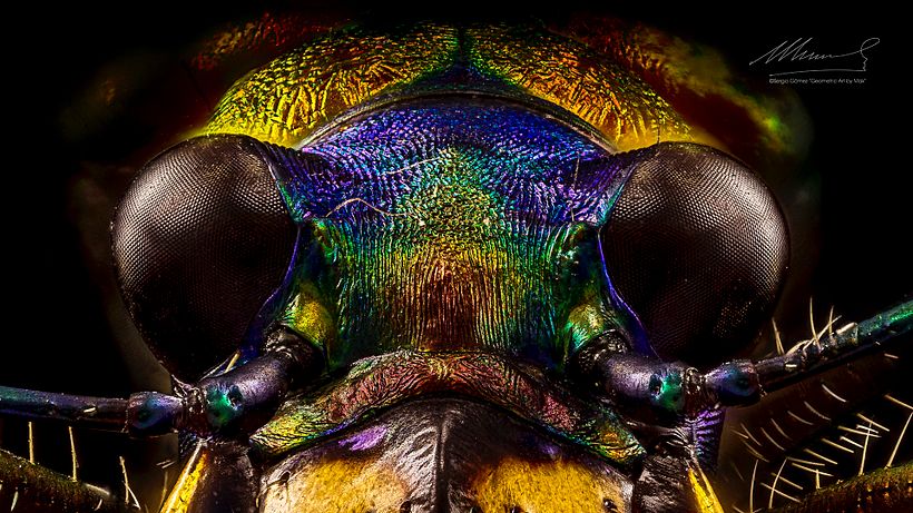 Escarabajo Tigre, Macro Extremo. 7
