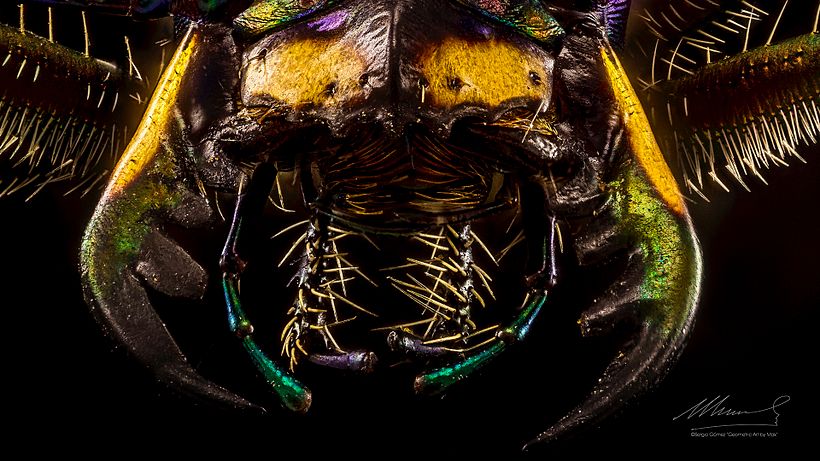 Escarabajo Tigre, Macro Extremo. 8