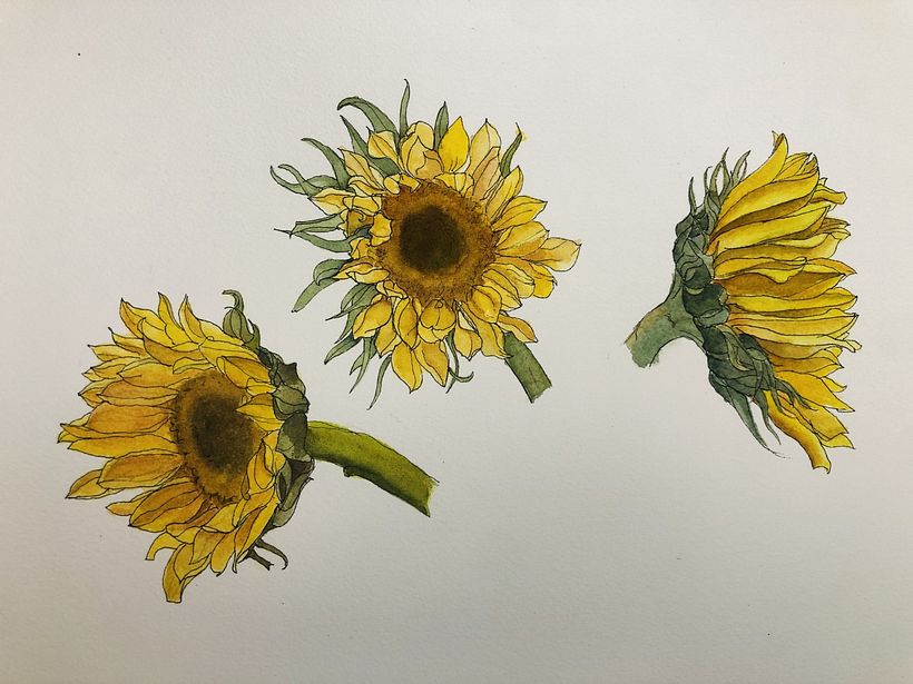 My project in Botanical Sketchbooking: A Meditative Approach course 3