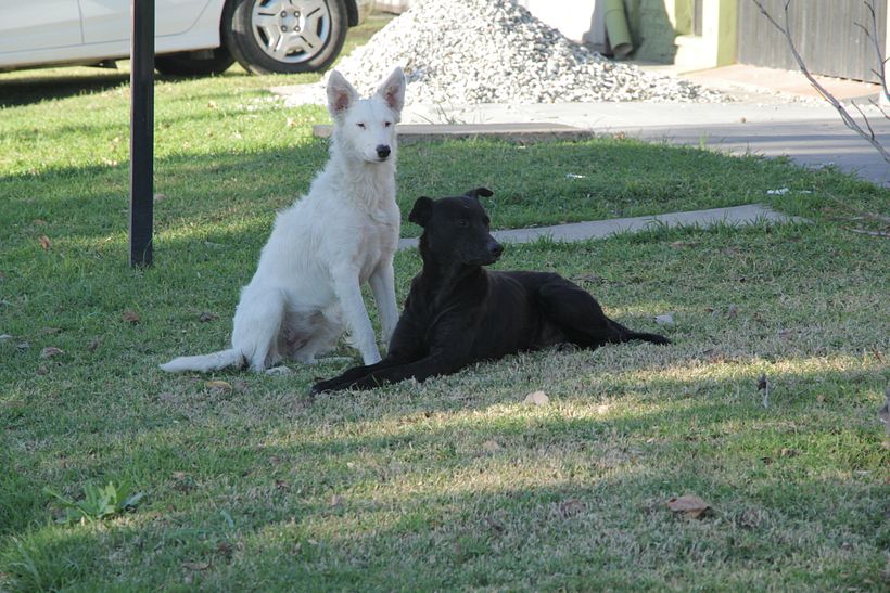 Perros de las calles de Santa Isabel 1