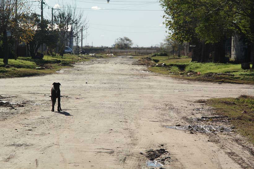 Perros de las calles de Santa Isabel 2