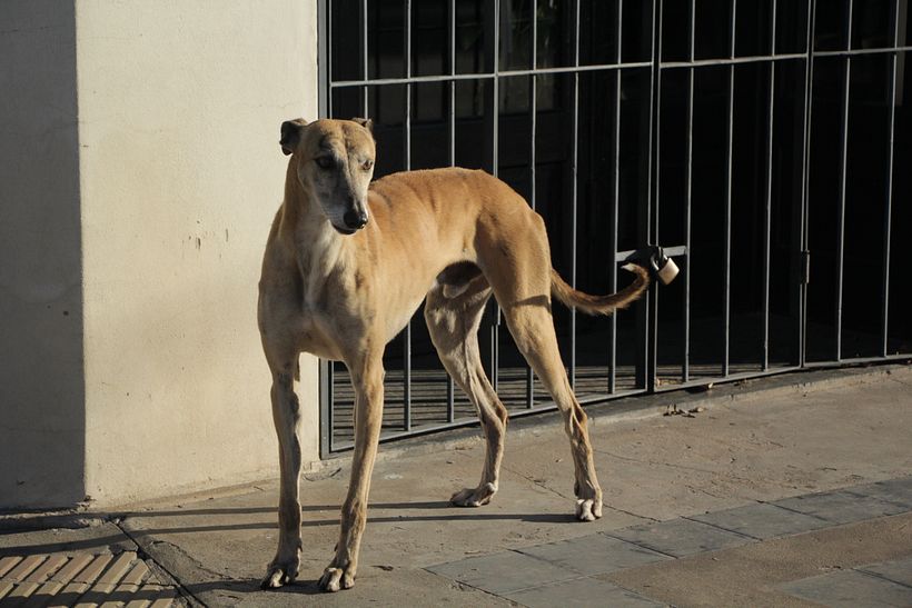 Perros de las calles de Santa Isabel 3