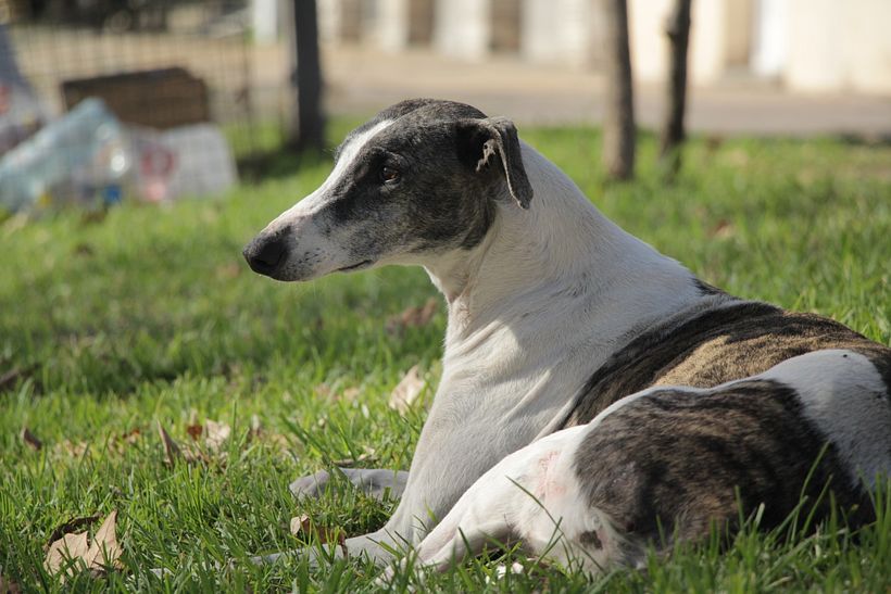 Perros de las calles de Santa Isabel 4